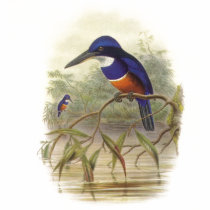 Gould - Four-Coloured Kingfisher t-shirts by LisasLair Gould - Four-Coloured Kingfisher t-shirts