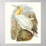 Gould - Gannet - Sula bassana Print