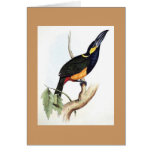 Gould - Golden-Green Aracari Toucan Card