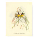 Gould Gouldian Finch Portfolio Poster posters by LisasLair Gould Gouldian Finch Portfolio Poster posters