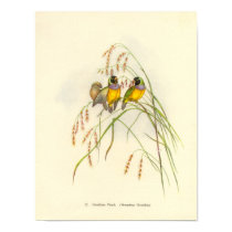 Gould Gouldian Finch Portfolio Poster posters