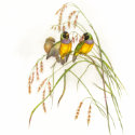 Gould - Gouldian Finch t-shirts by LisasLair Gould - Gouldian Finch t-shirts