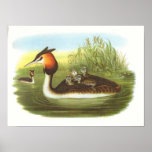 Gould - Great Crested Grebe - Podiceps cristatus Posters