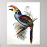 Gould - Grey-Breasted Aracari Toucan Portfolio posters