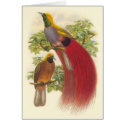 Gould - Grey-Chested Bird Of Paradise cards by LisasLair Gould - Grey-Chested Bird Of Paradise cards