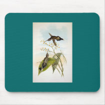 Gould - Hairy Hermit Hummingbird mousepads