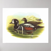 Gould - Harlequin Duck - Histrionicus histrionicus Posters
