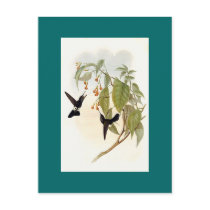 Gould - Hoary Puff-Leg Hummingbird postcards