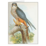 Gould - Hobby - Falco subbuteo cards