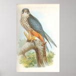 Gould - Hobby - Falco subbuteo posters