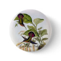 Gould - Lanceolate Hermit Hummingbird buttons by LisasLair Gould - Lanceolate Hermit Hummingbird buttons