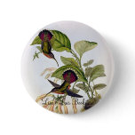 Gould - Lanceolate Hermit Hummingbird Button