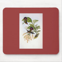 Gould - Lanceolate Hermit Hummingbird mousepads