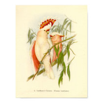 Gould - Leadbetter's Cockatoo Portfolio posters