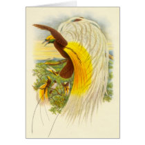 Gould - Lesser Bird Of Paradise cards by LisasLair Gould - Lesser Bird Of Paradise cards