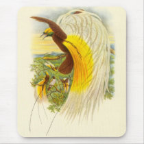 Gould - Lesser Bird Of Paradise Mouse Pads