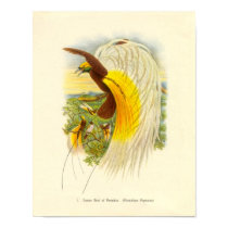 Gould - Lesser Bird Of Paradise Portfolio posters by LisasLair Gould - Lesser Bird Of Paradise Portfolio posters