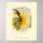 Gould - Lesser Bird Of Paradise Portfolio Posters