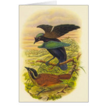 Gould - Lesser Superb Bird Of Paradise cards by LisasLair Gould - Lesser Superb Bird Of Paradise cards