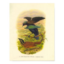 Gould - Lesser Superb Bird Of Paradise Portfolio posters by LisasLair Gould - Lesser Superb Bird Of Paradise Portfolio posters