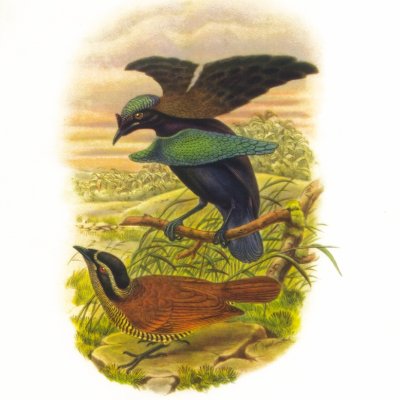 Gould - Lesser Superb Bird-Of-Paradise Polo Shirt by LisasLair
