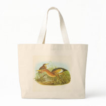 Gould - Little Bittern - Ixobrychus minutus Bag