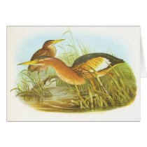 Gould - Little Bittern - Ixobrychus minutus Cards
