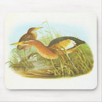 Gould - Little Bittern - Ixobrychus minutus Mouse Pad