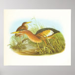 Gould - Little Bittern - Ixobrychus minutus posters