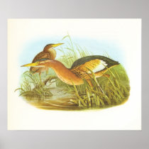 Gould - Little Bittern - Ixobrychus minutus Print