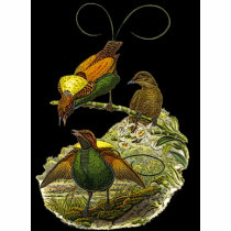 Gould - Magnificent Bird-Of-Paradise Painting t-shirts