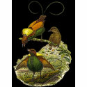 Gould - Magnificent Bird-Of-Paradise Painting t-shirts