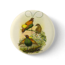 Gould - Magnificent Bird Of Paradise Promo Button