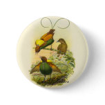 Gould - Magnificent Bird Of Paradise Promo Button