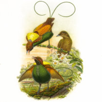 Gould - Magnificent Bird-Of-Paradise t-shirts