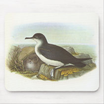Gould - Manx Shearwater - Procellaria puffinus mousepads