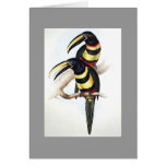 Gould - Many-Banded Aracari Toucan cards