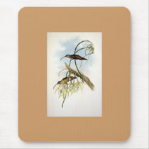 Gould - Mexican Hermit Hummingbird mousepads