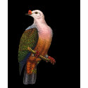 Gould - New Ireland Fruit-Pigeon Painting t-shirts