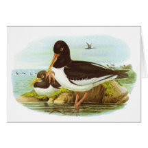 Gould - Oystercatcher - Haematopus ostralegus Cards