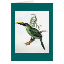 Gould - Peacock Groove-Bill Aracari Toucan cards