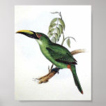 Gould - Peacock Groove-Bill Aracari Toucan P/folio posters