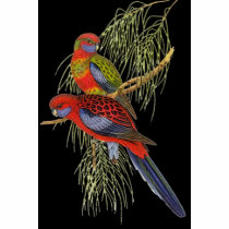 Gould - Pennant's Parakeet Painting t-shirts