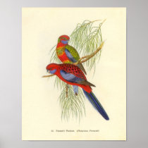 Gould - Pennant's Parakeet Portfolio Poster