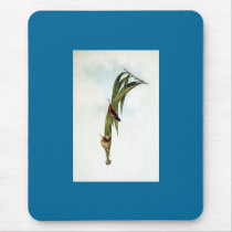 Gould - Pigmy Hermit Hummingbird mousepads