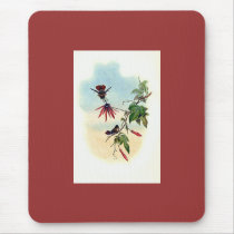 Gould - Princess Helena's Coquette Hummingbird mousepads by LisasLair Gould - Princess Helena's Coquette Hummingbird mousepads