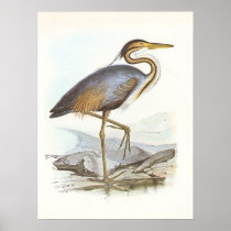 Gould - Purple Heron - Ardea purpurea Posters