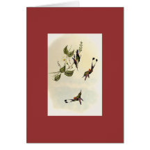 Gould - Red-Booted Racket-Tail Hummingbird Greeting Cards