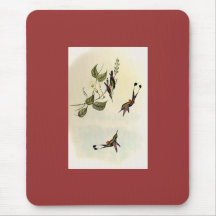 Gould - Red-Booted Racket-Tail Hummingbird Mouse Pad