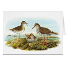 Gould - Redshank - Tringa totanus Greeting Cards